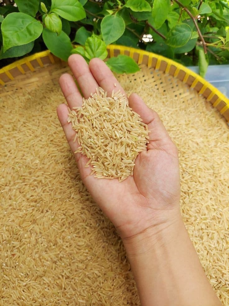 Global Star Basmati Global Star Basmati
