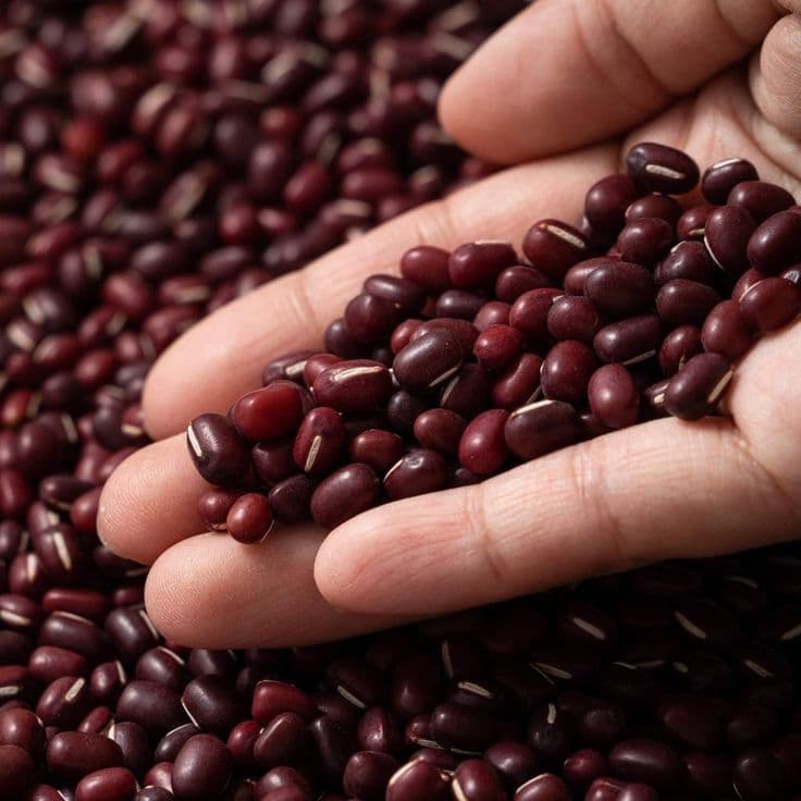 Classic Red Adzuki Classic Red Adzuki